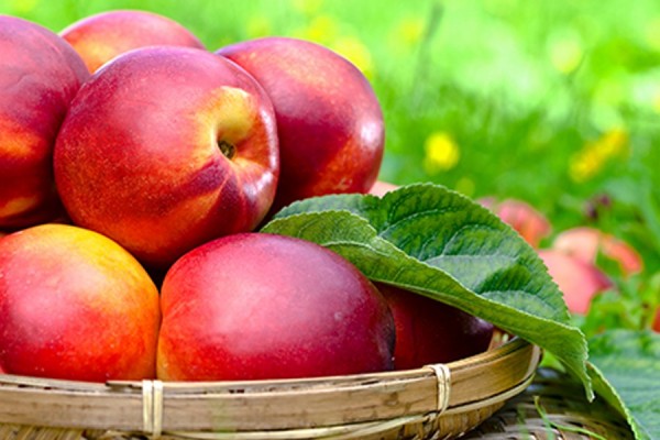 Nectarine
